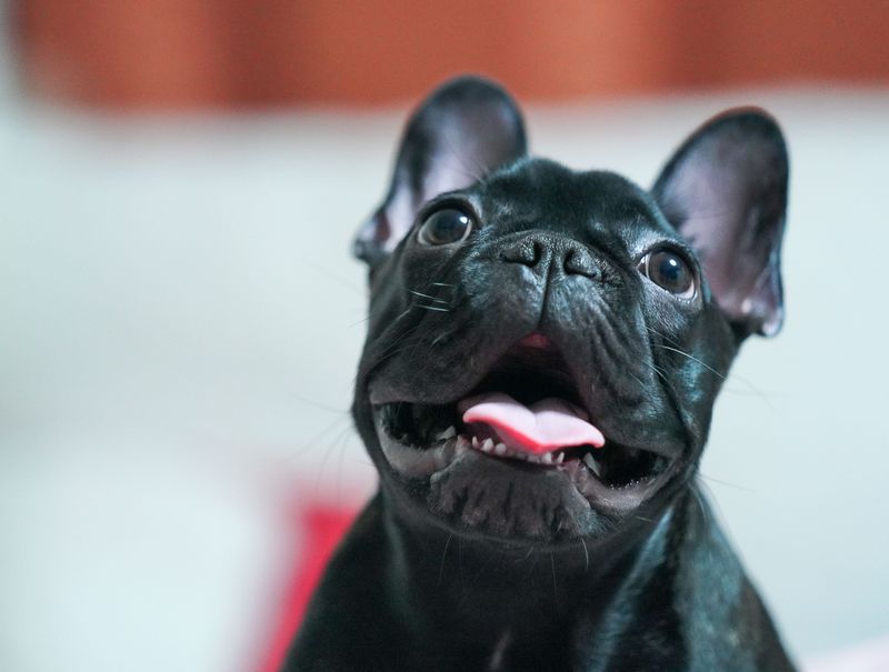 10 dogs that can turn five minutes of inconvenience into a performance worthy of an audience 7 French Bulldog