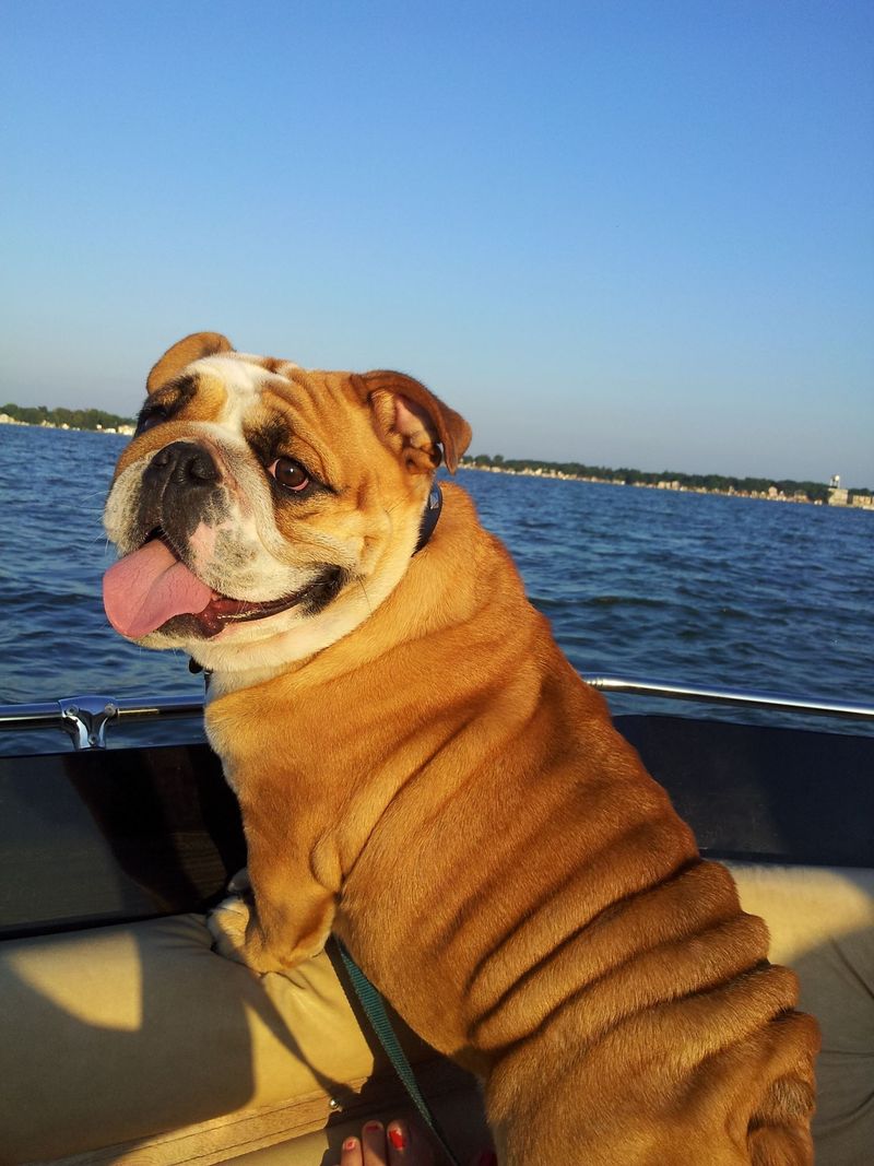 Olde English Bulldogge