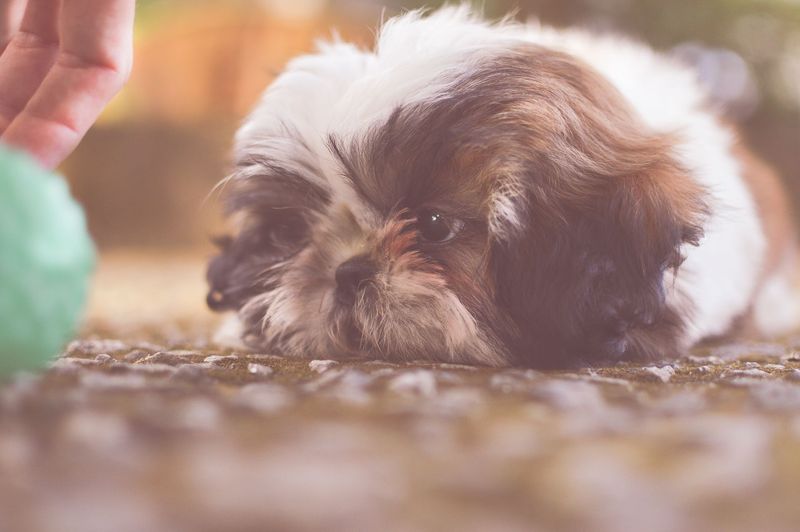 Your tiny dog doesn't automatically want to meet everyone - these breeds reveal the social divide 11 Shih Tzu