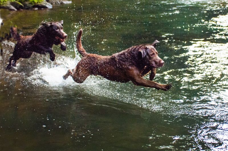 Some dogs avoid every puddle - These 11 breeds on the other end seem determined to find the deepest one 7 Chesapeake Bay Retriever