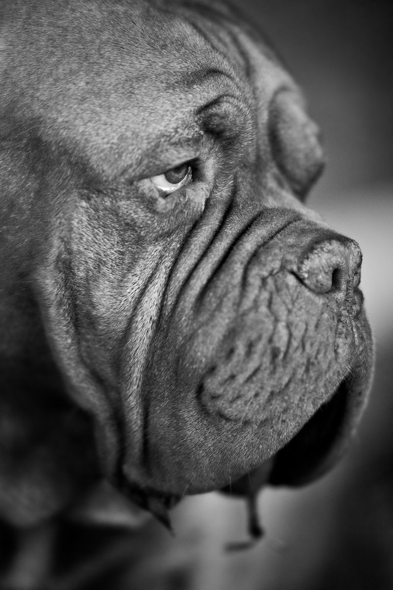 Neapolitan Mastiff
