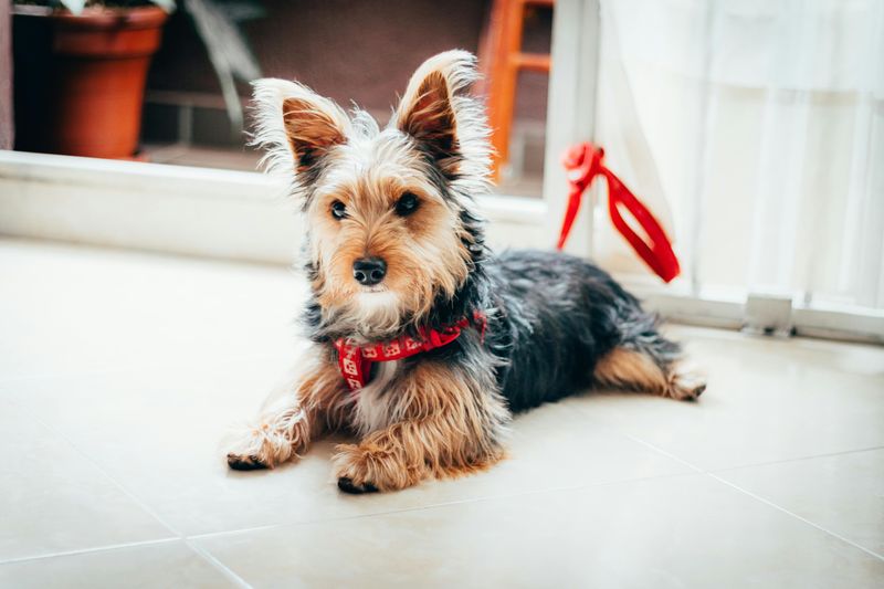 16 breeds that get offended when you stop petting them 13 Yorkshire Terrier