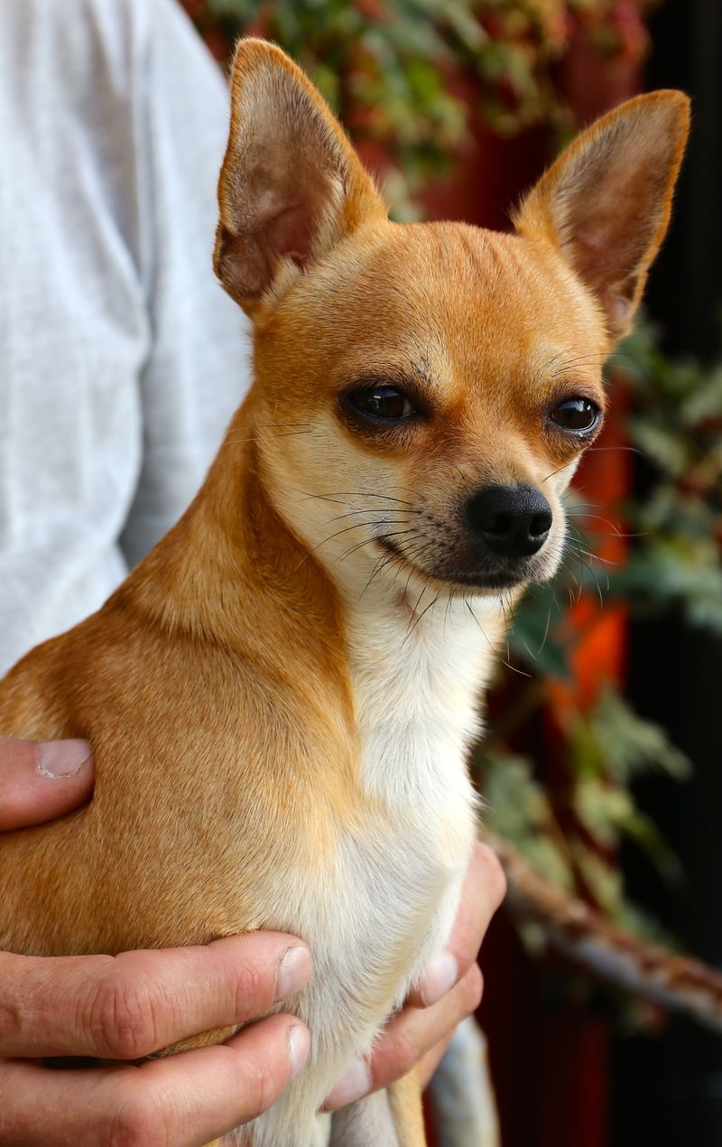 Some dog breeds never lose their appeal - These 13 prove it 12 Chihuahua