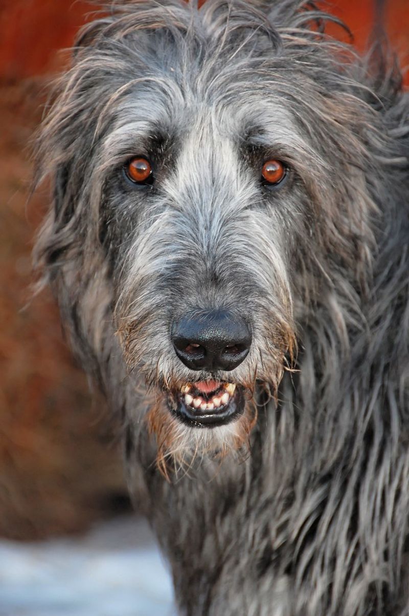 These dog breeds weren't developed for easy quarry - their hunting histories involved serious challenges 12 Irish Wolfhound