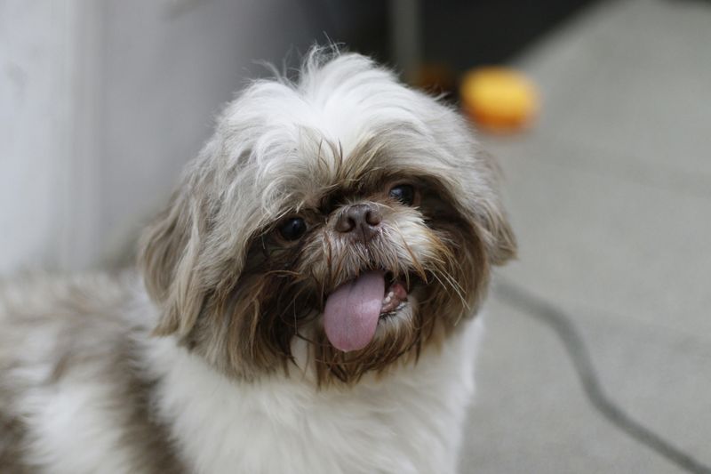 The “Dog-Friendly Patios Are Out Of Control” Argument Is Trending - 15 Breeds Most Mentioned in Restaurant Rants 10 Shih Tzu