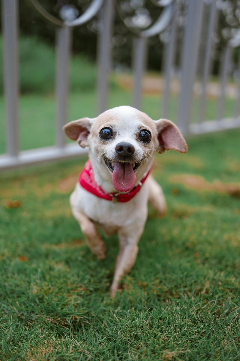 Chihuahua