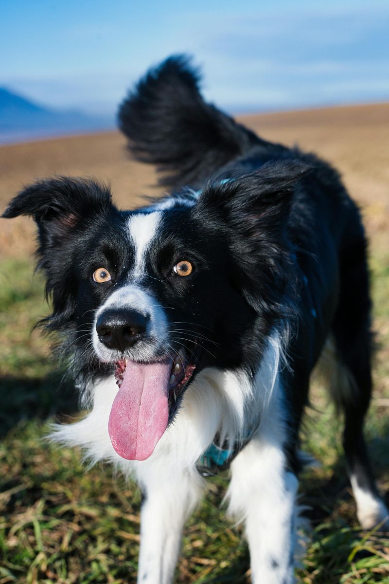 13 dog breeds known for reliable off-leash behavior 4 Border Collie