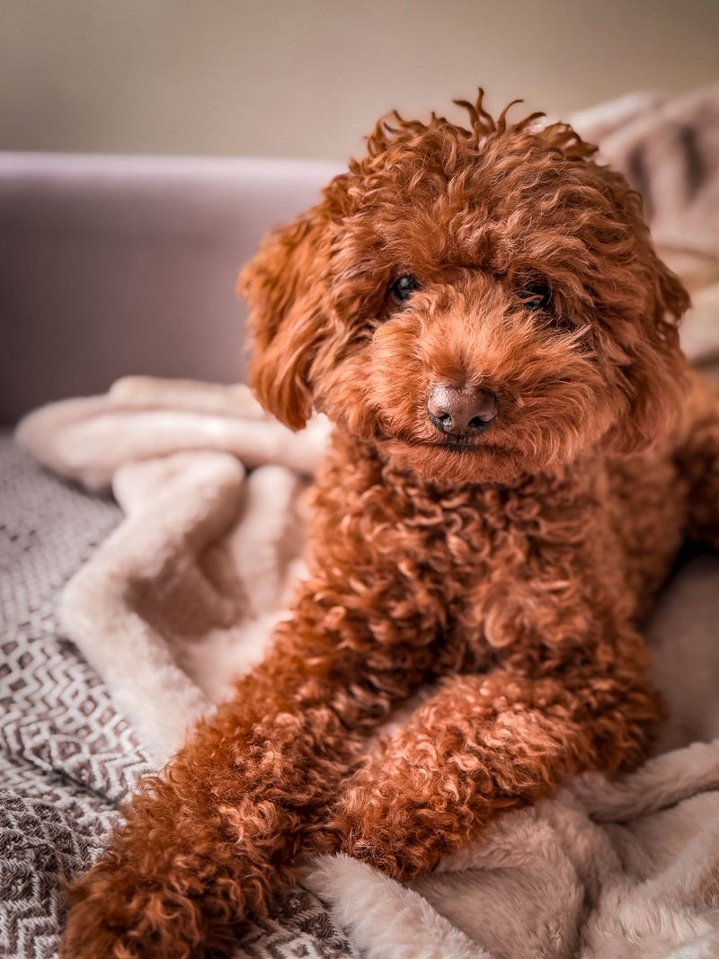 Not every easy dog fits every home – These 10 prove why, plus 4 outstanding alternatives 14 Miniature Poodle