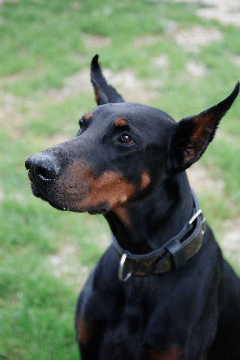 You don't always need to explain a bad day - these dog breeds may notice the change before anyone else 6 Doberman Pinscher