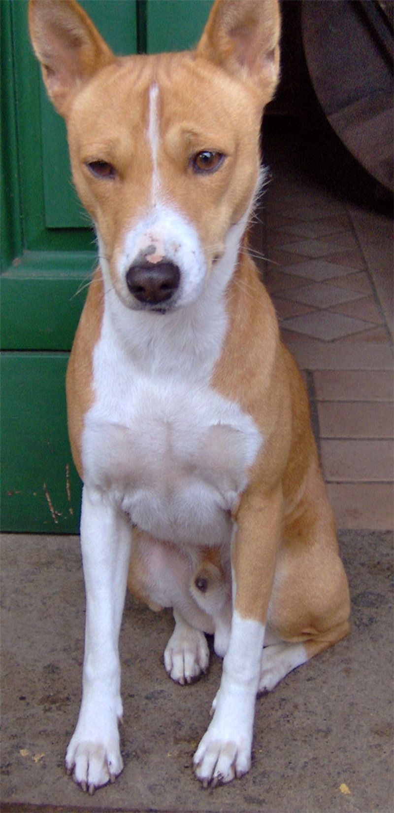 Basenji