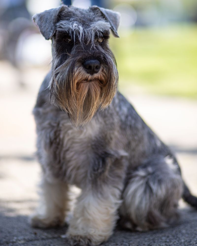 Cancel the entertainment - These dog breeds can turn an ordinary Tuesday into a comedy show 12 Miniature Schnauzer