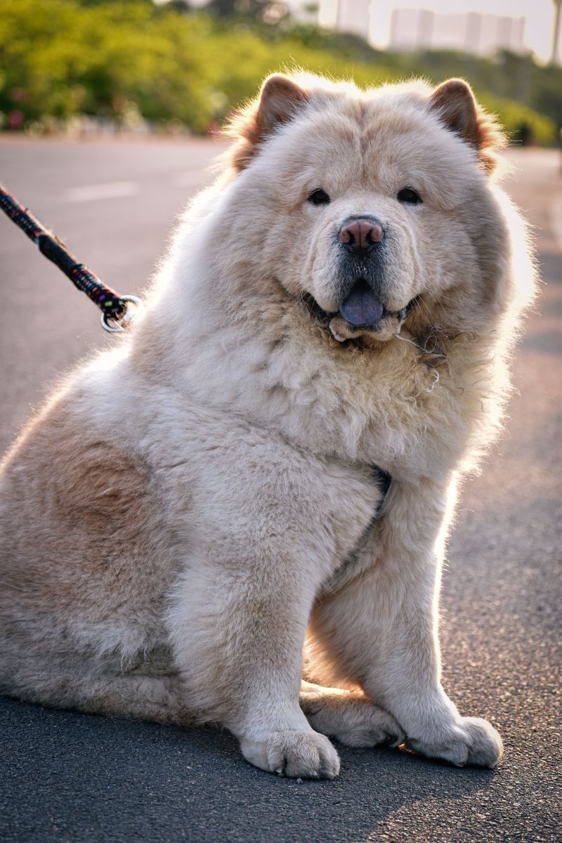 The real personality of these dog breeds only appears after they settle into a family 5 Chow Chow