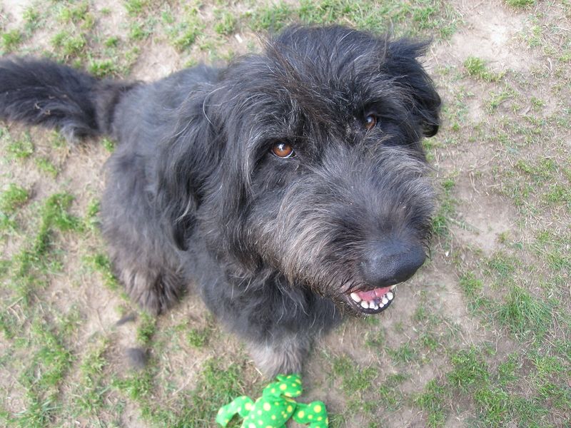 15 fearless dogs with protective instincts owners trust completely 9 Giant Schnauzer