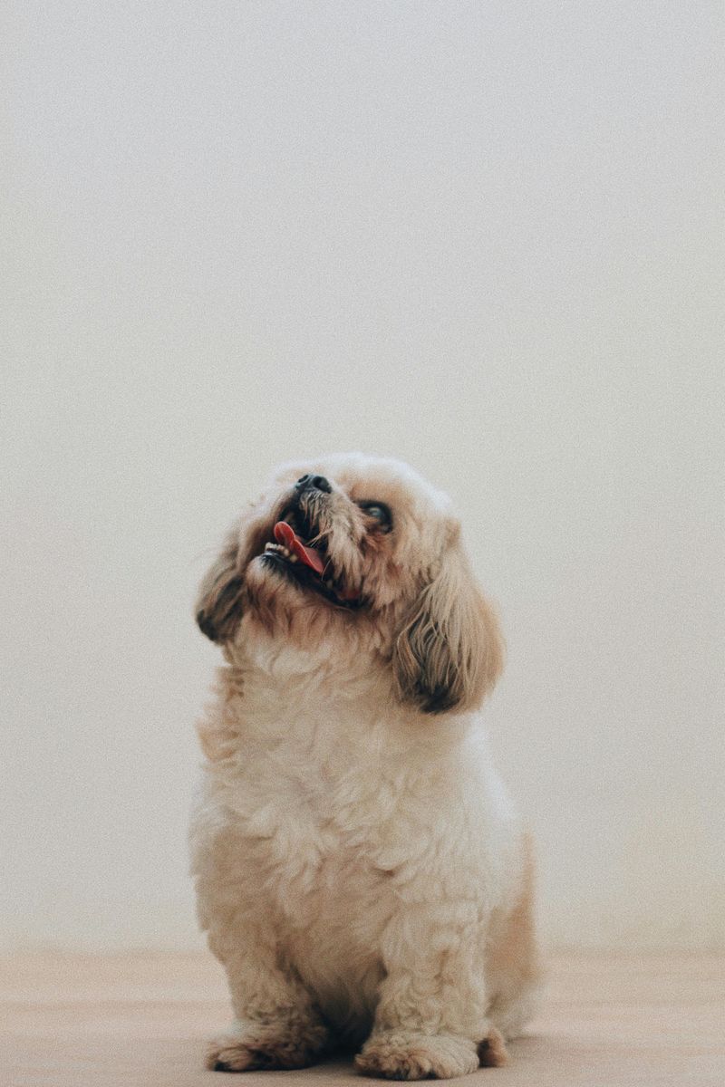 “Low Energy” Is a Misleading Label – 12 Dog Breeds That Save Their Energy for What Matters 11 Shih Tzu