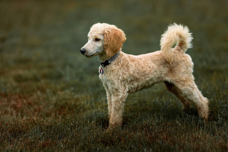 12 perfectly balanced dog breeds that relax beautifully at home and explode with energy outside 7 Standard Poodle