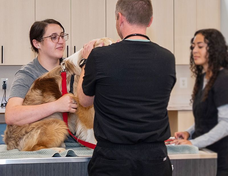 11 Changes Vets Say You Should Never Ignore in Your Dog 13 Seizures, Collapse, or Disorientation