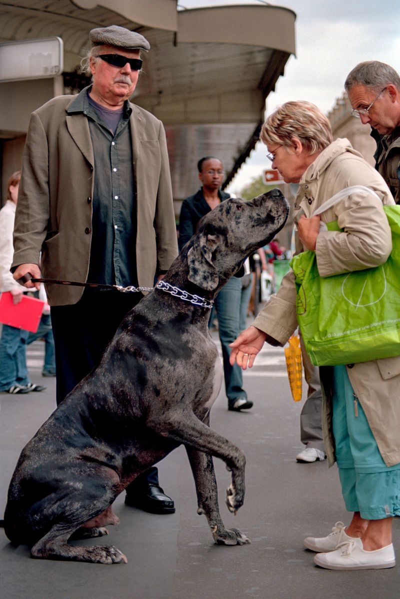 People choose these 12 dog breeds for one reason - but end up loving them for another 6 Great Dane
