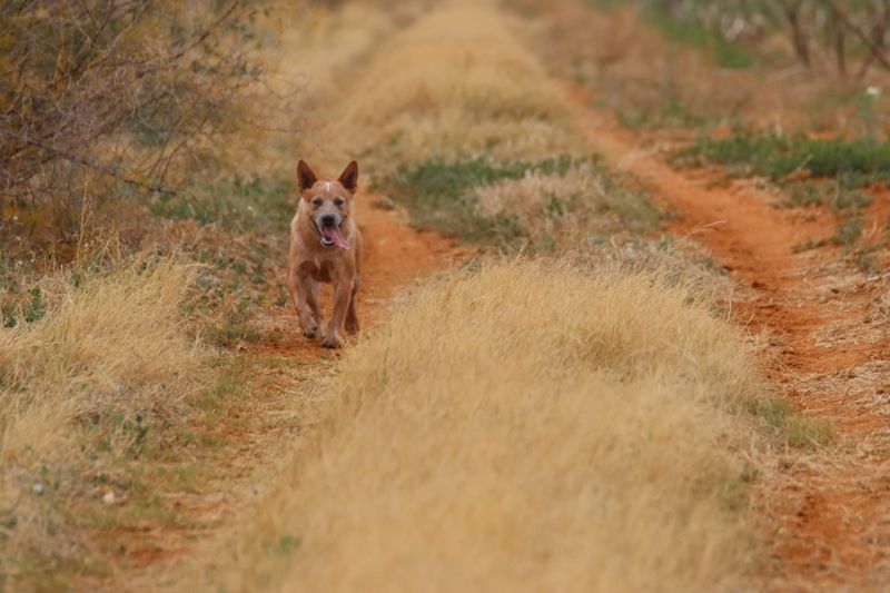 10 dogs that have mastered the art of doing absolutely nothing - and 4 that apparently never took the class 14 Australian Cattle Dog