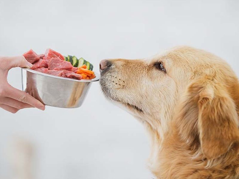 Is Fresh Dog Food Really Better Than Kibble? Vets Weigh In 4 Digestibility and Hydration Can Be Better with Fresh Food