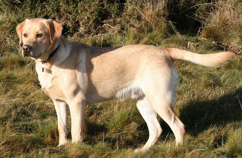 Balanced energy is one of the biggest strengths of these 11 remarkably adaptable dog breeds 9 Labrador Retriever