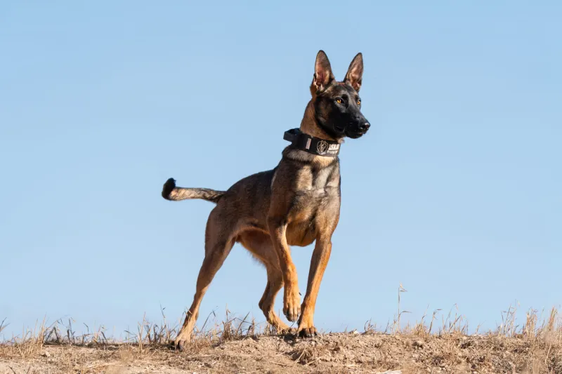 Belgian Malinois