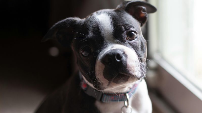 10 famous dogs that started as mixes and became legends 7 Boston Terrier