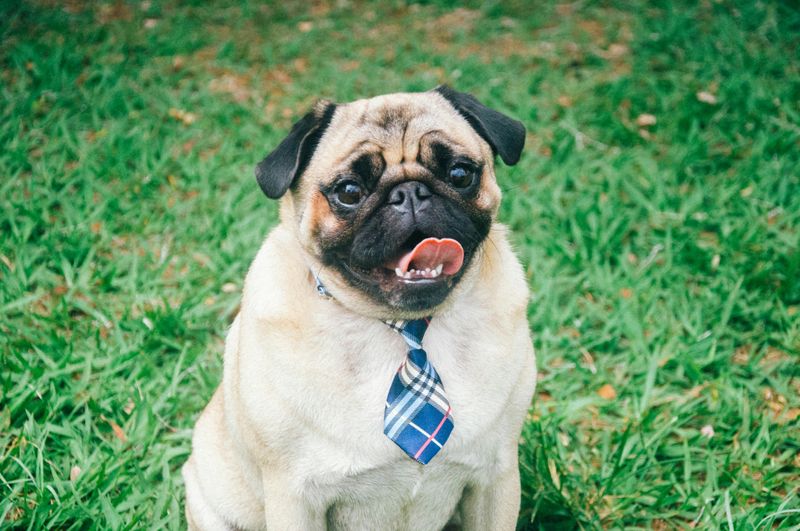 16 dog breeds that tend to show the biggest personality differences between individuals of the same breed 15 Pug