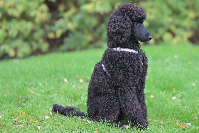 Stop wearing your dog out physically and start challenging them mentally instead 5 Standard Poodle
