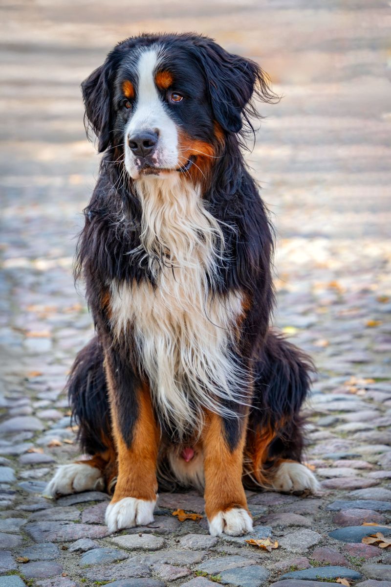 Fall in love with these dogs first and you may discover the maintenance schedule later - A few breeds flip that script 10 Bernese Mountain Dog: A Gentle Giant Who Sheds Giant Amounts