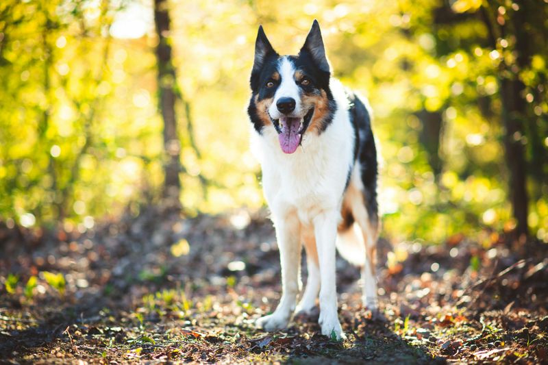 Border Collie