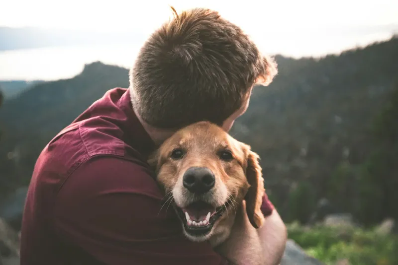 10 Golden Retriever truths owners wish they knew before bringing one home 7 They mature slowly emotionally
