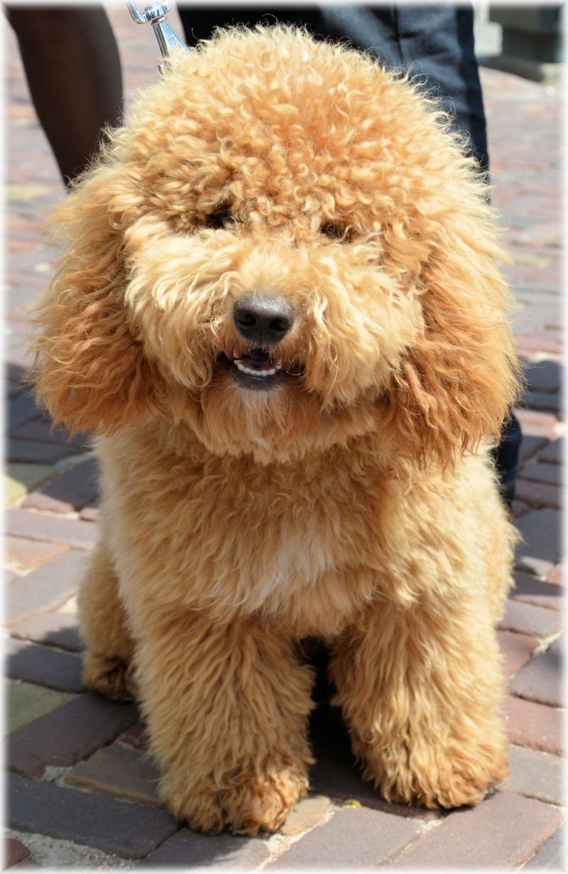 Some dog breeds never lose their appeal - These 13 prove it 8 Poodle