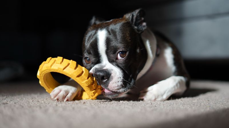 Not every easy dog fits every home – These 10 prove why, plus 4 outstanding alternatives 13 Boston Terrier