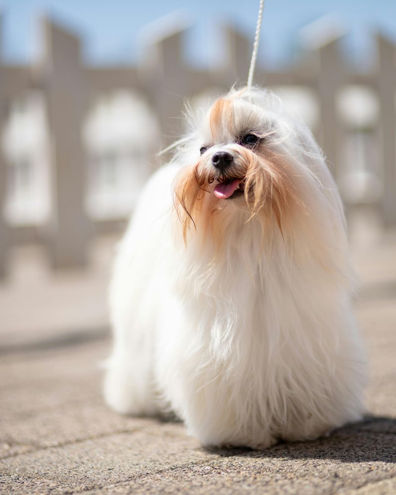 Maltese