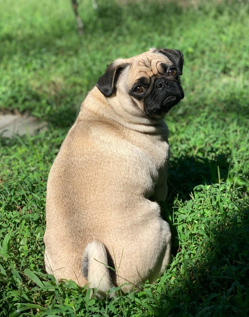 Pug