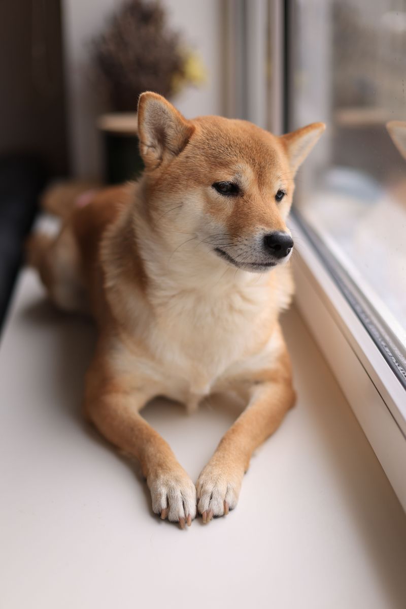 They'll happily share your day - but these dog breeds don't need to control every minute of it 5 Shiba Inu