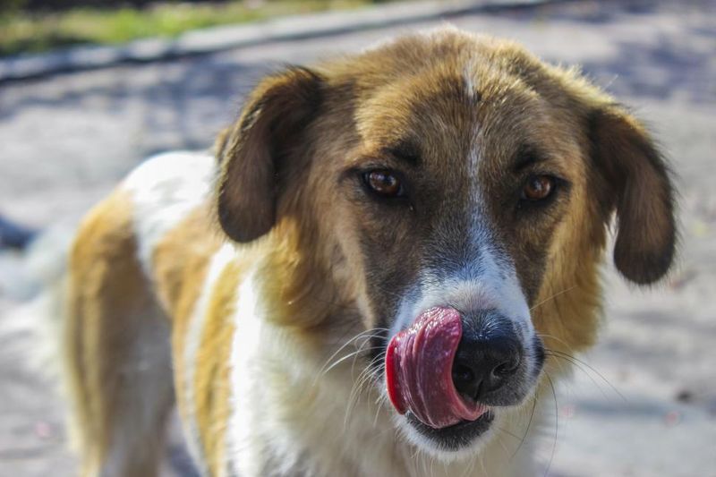 19 dog behaviors that look cute but can be signs of anxiety 3 Lip licking