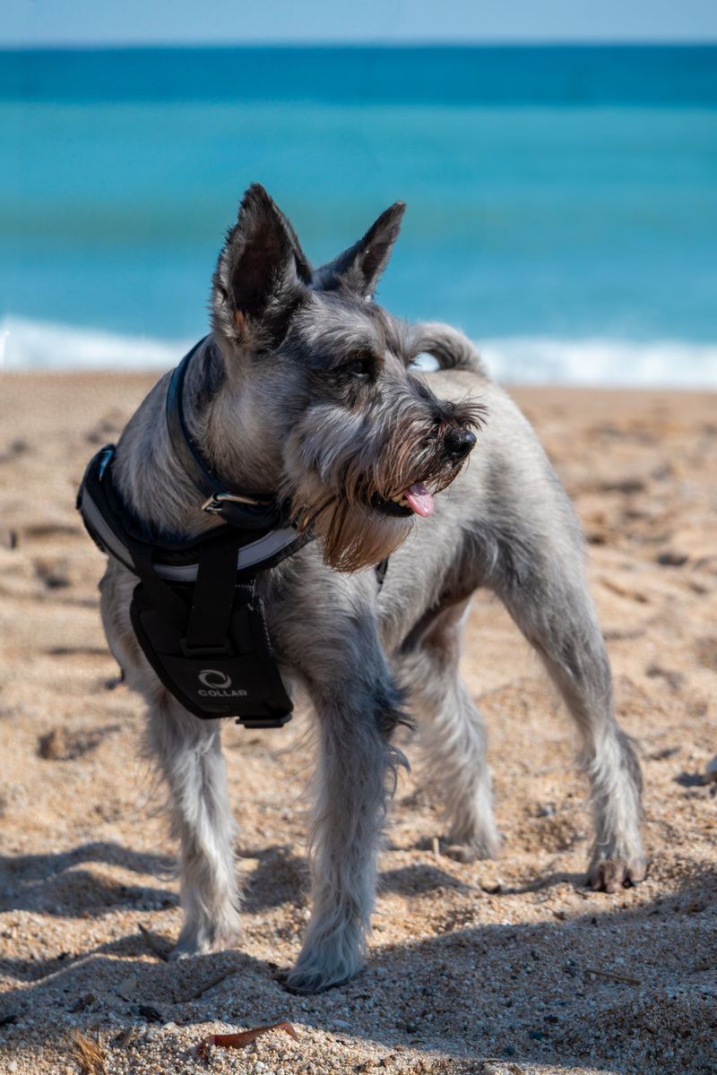 These dog breeds prove independence and loyalty can exist side by side 13 Giant Schnauzer