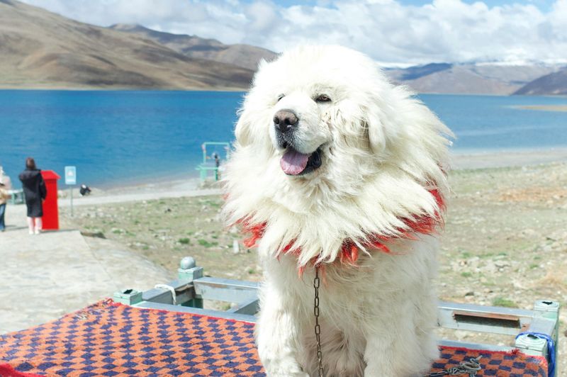 12 strong-minded dog breeds that refuse to be controlled easily 7 Tibetan Mastiff