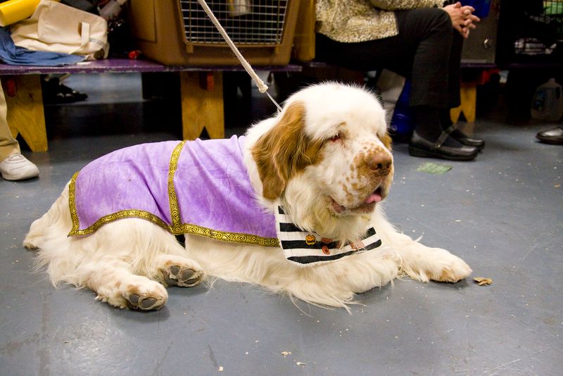 Keeping their cool comes naturally to these emotionally balanced companions 10 Clumber Spaniel