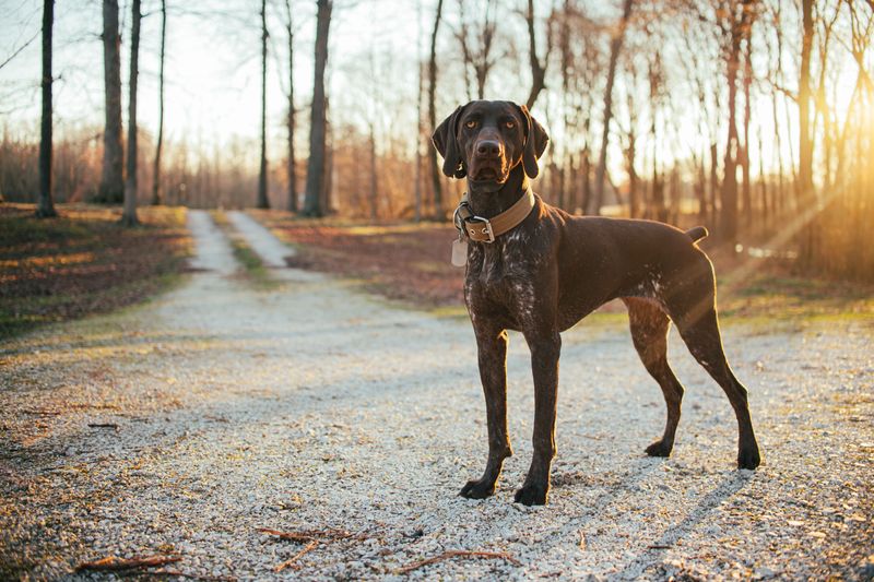 12 dogs that look impressive in photos - until their daily exercise requirements become your problem 12 German Shorthaired Pointer: The All-Day Adventurer