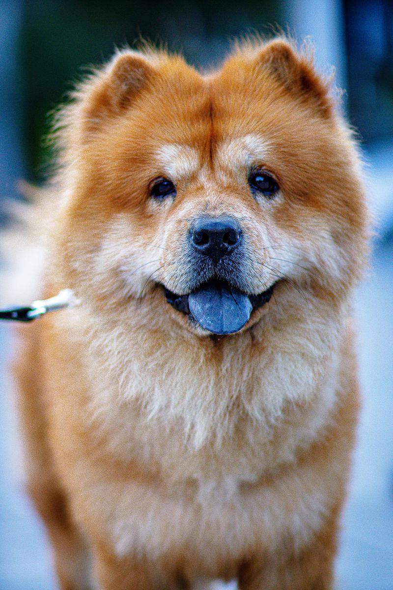 These 10 dog breeds don't bond with everyone - but when they do, it's extraordinary 3 Chow Chow