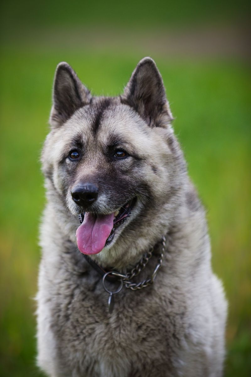 12 dog breeds that will happily disappear into the snow - but bring out the bath and enthusiasm can vanish 12 Norwegian Elkhound