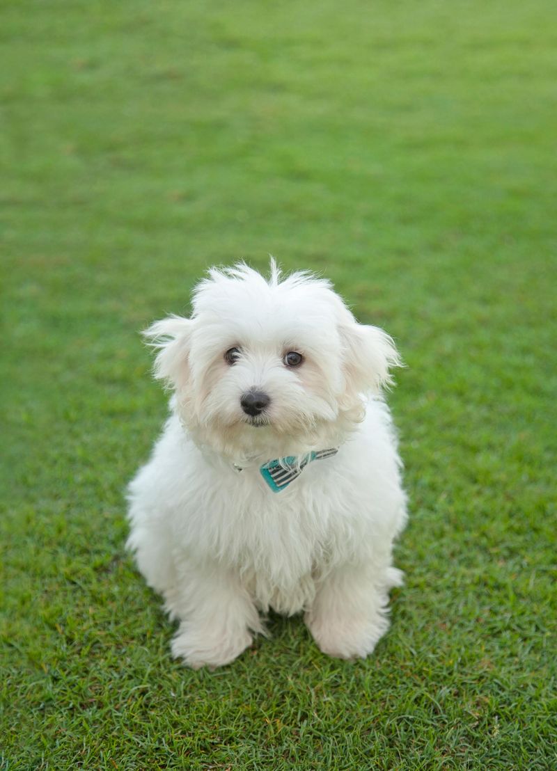 Coton de Tulear