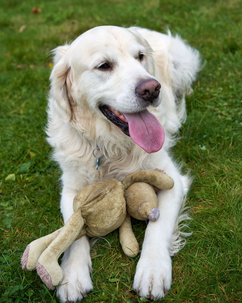 11 dogs that may spot unfamiliar activity before you do - plus 2 that would rather welcome everyone 14 Golden Retriever