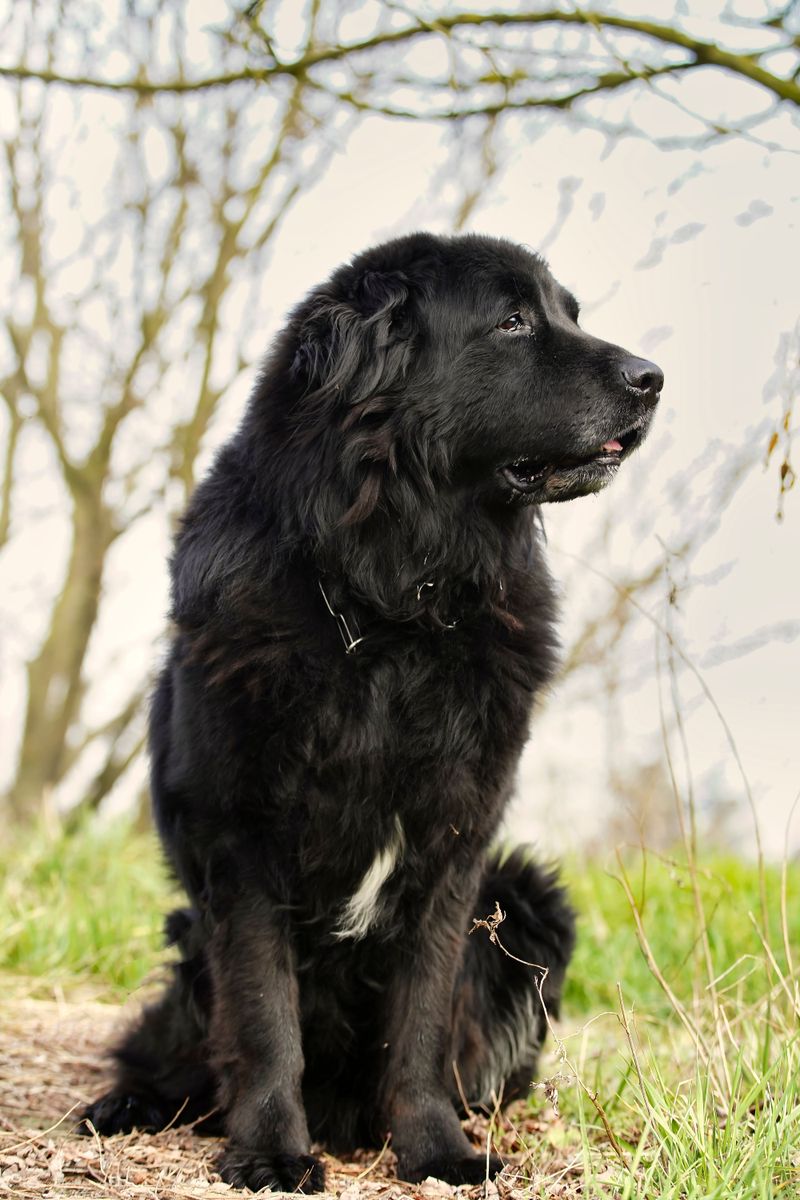 The way these 12 dog breeds handle strangers may completely change the breed you choose 5 Newfoundland