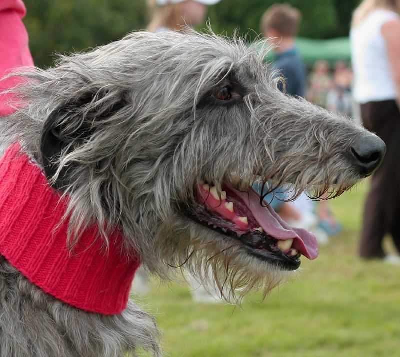 13 dramatic-looking dog breeds that make stormy weather look natural 9 Scottish Deerhound