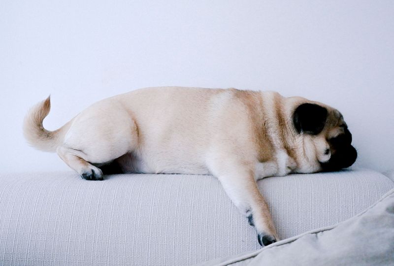A good retirement companion shouldn't exhaust you - These dogs tend to prefer a gentler pace 6 Pug