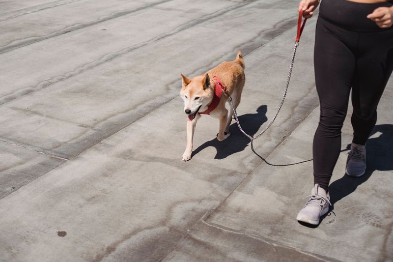 Pulling on the leash usually stops once you fix these 8 walking habits of your own 9 Changing the rules from walk to walk