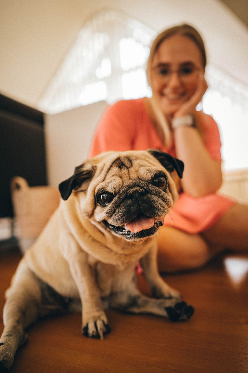 Some dogs take months to decide you're their person - These breeds may start much sooner 7 Pug